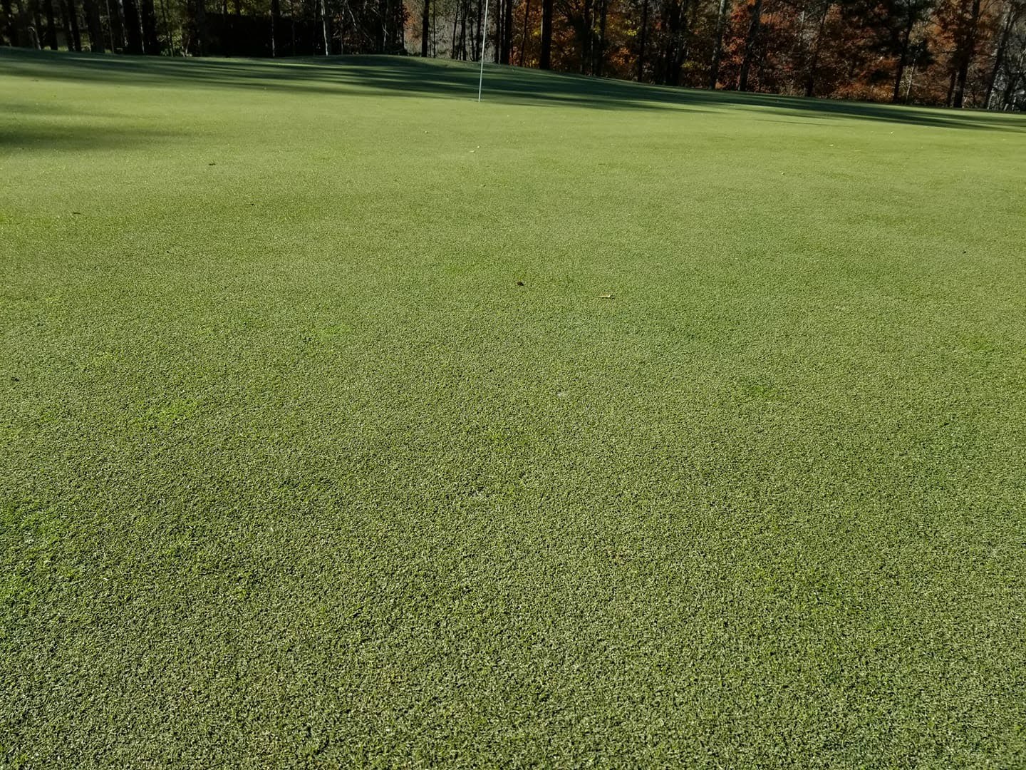 Zoysia Grass Green